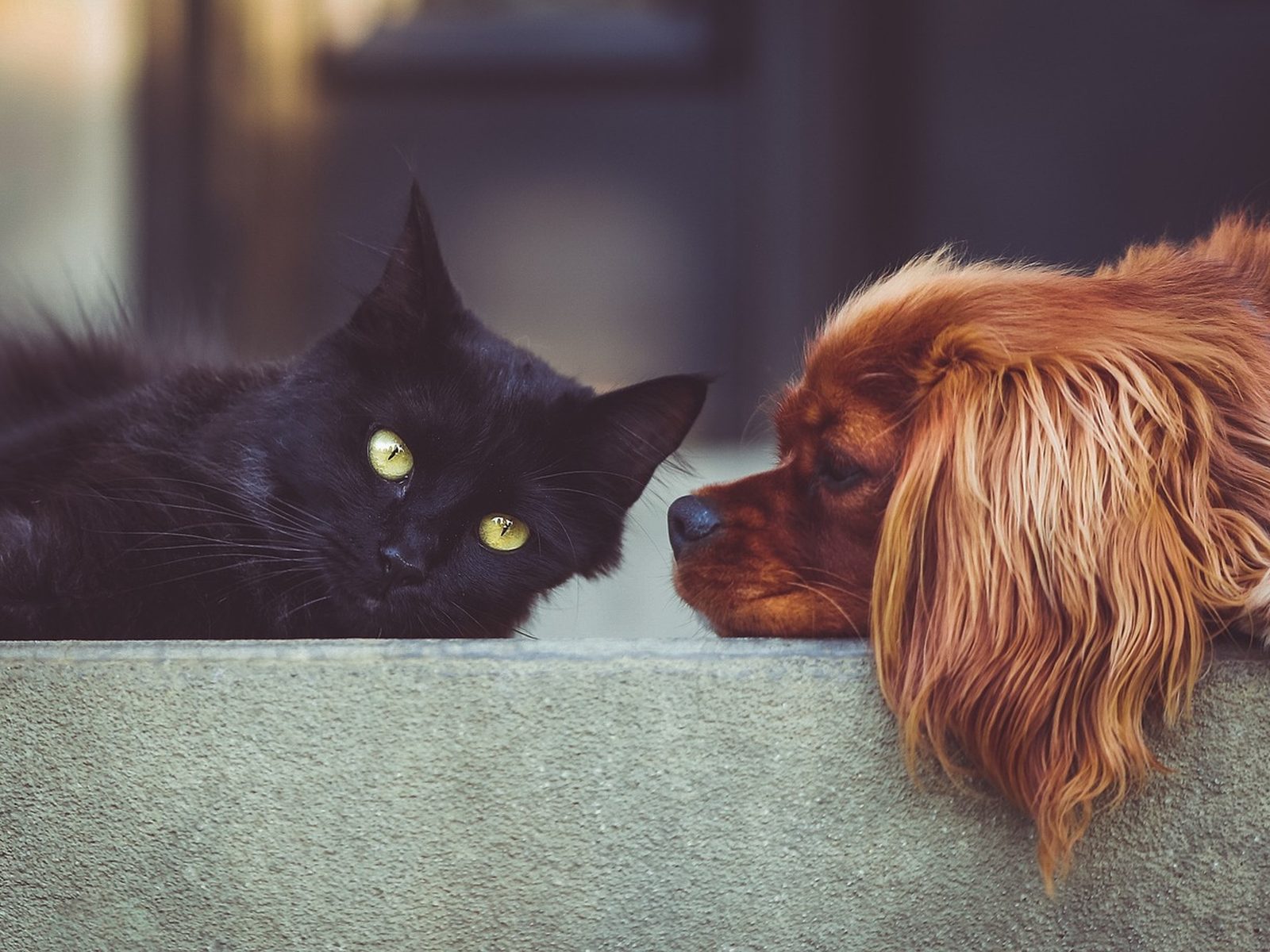 Alimento premium para perros