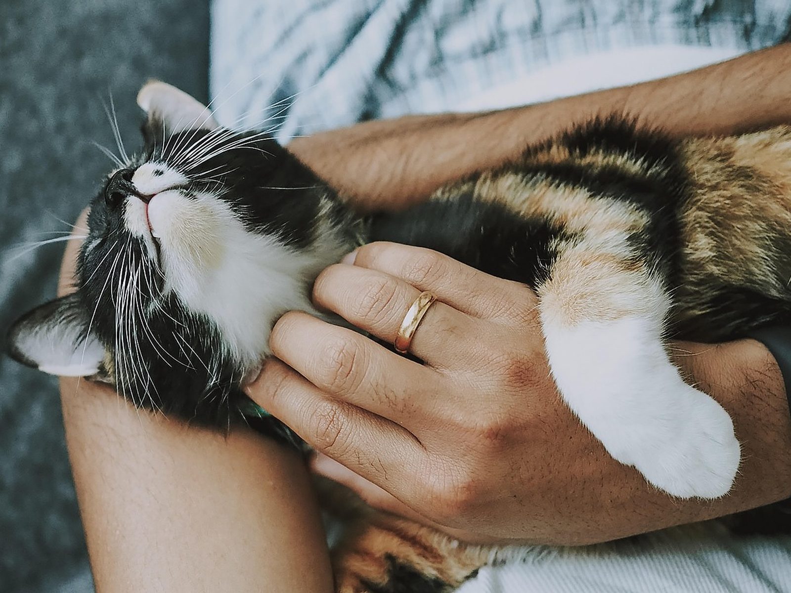 Todo para tu mascota con envío a domicilio